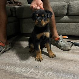 Royce Von knight enterprise - Black and mahogany Rottweiler puppy in Jeffersonville, Indiana from Rottweiler von knight enterprise