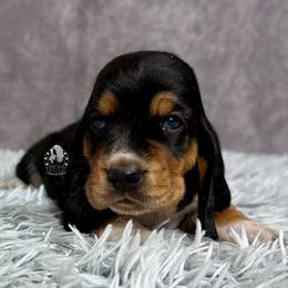 Gray Collar - Black white and brown male Basset Hound puppy in Dingess, West Virginia from Tuckers' Howling Hounds