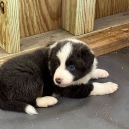 Minnow - White and blue male Border Collie puppy in Foley, Alabama from Bama Border Collies