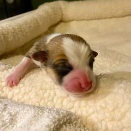 Greg - Fawn male Pembroke Welsh Corgi puppy in Grand Junction, Colorado from Mount Garfield Corgis