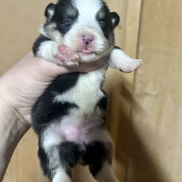 Tri girl - Black and tan female Pembroke Welsh Corgi puppy in Clinton, Tennessee from High Hopes Farm