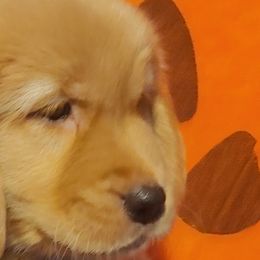 Golden Retrievers from Abbeys Golden Retriever Puppies