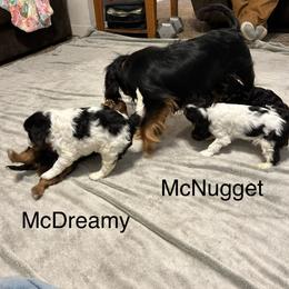 Cavalier King Charles Spaniel Puppies from Mydee Cavaliers
