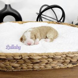 Lullaby - Red female Bernedoodle puppy in Mount Vernon, Missouri from PoodlelyDoodlely
