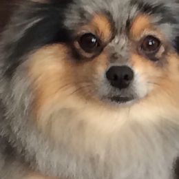 Pomeranians from Heavenly Pom’s