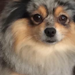 Pomeranians from Heavenly Pom’s