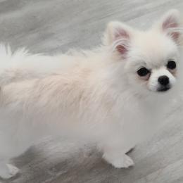 Pomeranians from Glacial Pomeranians