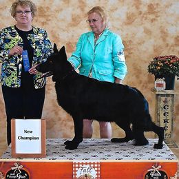 Posh - German Shepherd