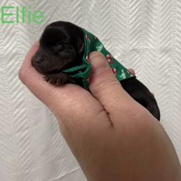 Elfie - Black and tan male Yorkshire Terrier puppy in Valdosta, Georgia from Sweet Georgia Yorkies