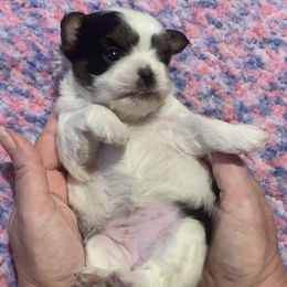 Shihpoo and Shih Tzu Puppies from Fuller Shih Tzus