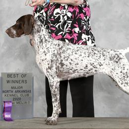 German Shorthaired Pointers from Country Creek GSPs