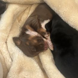 Dachshund Puppies from Doodle Bugs Doxies
