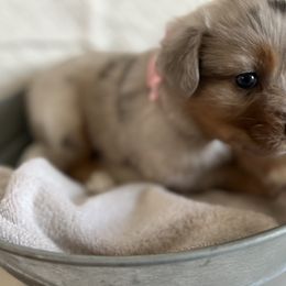 Australian Shepherd Puppies from Prairie Skies Farm
