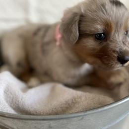 Australian Shepherd Puppies from Prairie Skies Farm