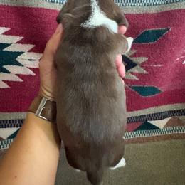 Chocolate male 1 - Brown white and tan male Beagle puppy in Jasper, Missouri from HE Beagles