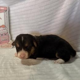 Pattie - Black and tan female Pembroke Welsh Corgi puppy in Hillsville, Virginia from Bonderosa Kennels