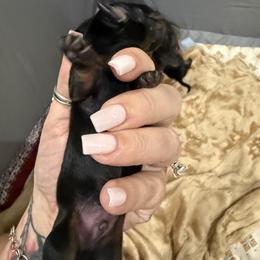 Dachshund Puppies from NM Doxie Dugout