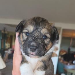 Spud - male Corgipoo puppy in Ellensburg, Washington from Dawn to Dusk Cockapoos