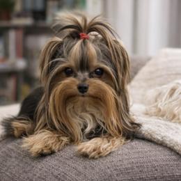 Bougie - Yorkshire Terrier