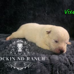 Vixen - Blue female Australian Cattle Dog puppy in Silsbee, Texas from Rockin ND Ranch