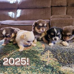Chihuahua Puppies from Inuzuka Chis