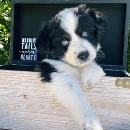 Miniature Australian Shepherd Puppies from DLT MiniAussie