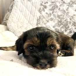 Blue boy - Black and tan brindle male Havanese puppy in Arlington, Washington from Havanese With Love Breeding Co.