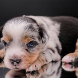 Orbit - Blue merle male Miniature Australian Shepherd puppy in Melbourne, Florida from True Spirited Aussies
