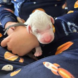 Bruce - White male Bernedoodle puppy in Sparrows Point, Maryland from Rosie’s Puppies