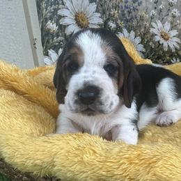Blue Collar - Black white and brown male Basset Hound puppy in Tonkawa, Oklahoma from Lazy Daisy Basset Hounds