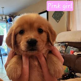 Pink girl - Dark golden female Golden Retriever puppy in Post Falls, Idaho from River Heights Golden Retrievers