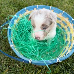 Quartz - Lilac merle male Border Collie puppy in Keller, Texas from Bordercollieblues