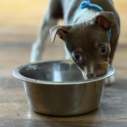 Rat Terrier Puppies from The Puppy Patch Rat Terriers