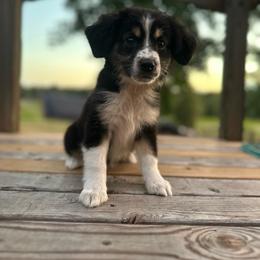 Strawberry pie - Black tri female Miniature Australian Shepherd puppy in Doddridge, Arkansas from Huddleston Farm