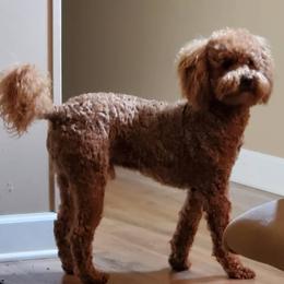 Dirk - Poodle