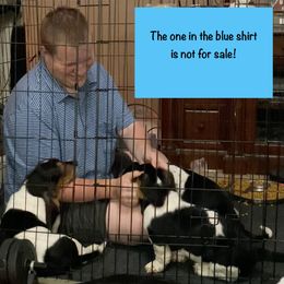 Basset Hound Puppies from Buch Bassets