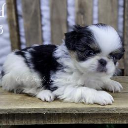 Edward - Black tan and white male Japanese Chin puppy in Johnson City, Tennessee from Erin & Friends Japanese Chin