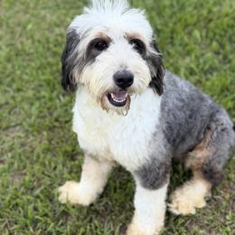 Bernedoodles and Goldendoodles from OHDoodles FL