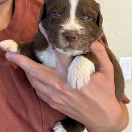 Australian Shepherd Puppies from Batt Ranch Australian Shepherds