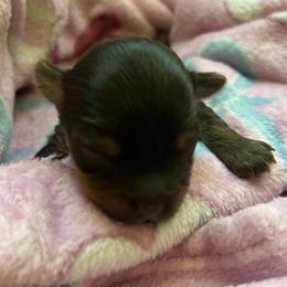 Pocahontas - Phantom female Bernedoodle puppy in Decatur, Tennessee from Diamond's Doodles