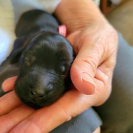 Flat-Coated Retriever Puppies from Chantal Kennel FCR's raised by Josie LeBalch