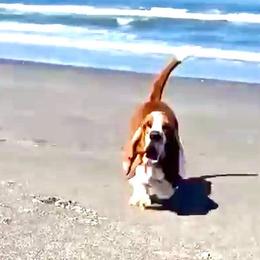 Brule - Basset Hound
