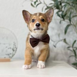 Archie - Sable male Pembroke Welsh Corgi puppy in Moreno Valley, California from House of Paws & Co.