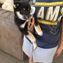 Shiba Inu Puppies from Adrianna Garduno