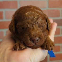 Mini Blue - Red  male Goldendoodle puppy in Los Molinos Ca, California from Sunshine Sanctuary Doodles