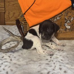 Male 5 - White and liver male German Shorthaired Pointer puppy in Kathleen, Florida from Alex Yates GSP's