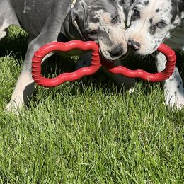 Great Dane Puppies from BkB’s House of Danes