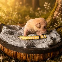 Girl 2 - Light golden female Golden Retriever puppy in Ormond Beach, Florida from Sterling Run Retrievers
