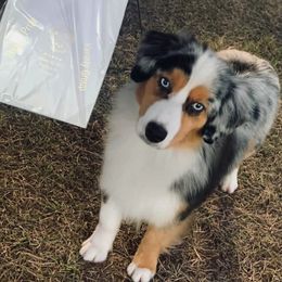 Miniature American Shepherd All Grown Up from Karen Ross's Miniature American Shepherds