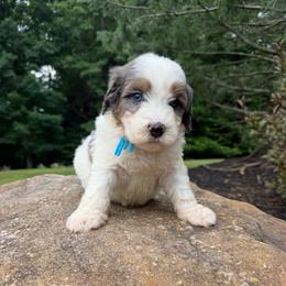 Miss America - Merle female Bernedoodle puppy in Hegins, Pennsylvania from Bubbling Springs Doodles, LLC